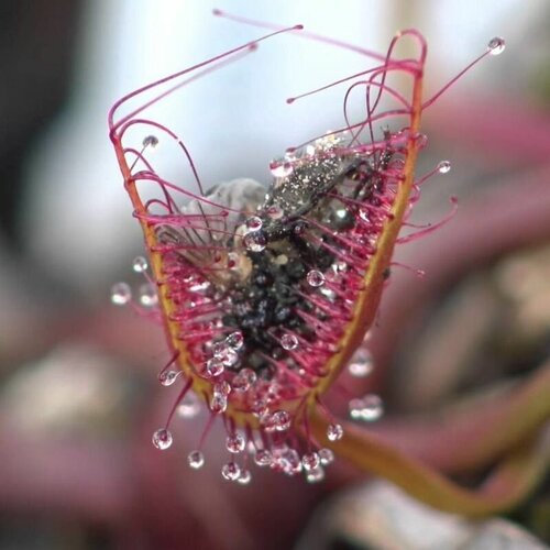 Семена Мухоловка Росянка Бината 10+ шт, Drosera Binata, рогатое хищное растение, поедающее мух фотография