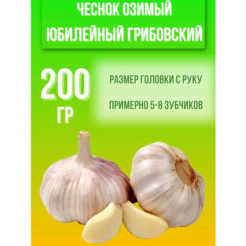 Чеснок Озимый Юбилейный Грибовский 200гр купить за 300 руб, фото